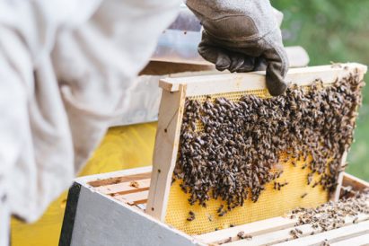 A Comprehensive Guide to Beekeeping Basics Image